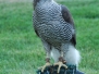 Goshawks