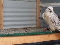 silver and grey female